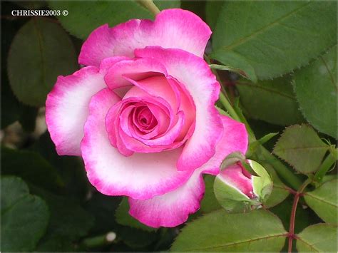 Rose This Rose Grows In Elles Garden A Few Doors Down Fr Flickr