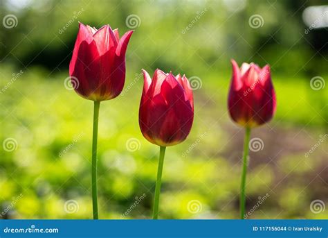 Beautiful Red Tulips Three Red Tulips On Blurred Green Grass