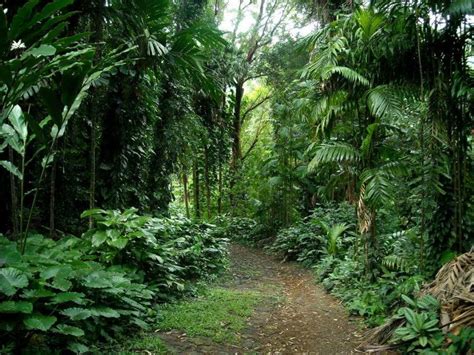 The Rainforest Escape In Hawaii Thats Perfect For When Youre Feeling
