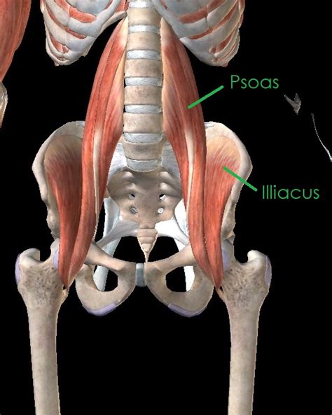 All About Your Hip Flexors Anatomy Stony Plain Boost Pt