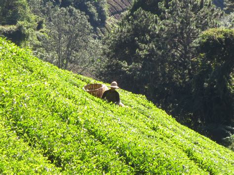 Cameron highlands provide a welcome break from the humidity of kuala lumpur. Cameron Highlands, the land O' tea - Everyday We're ...