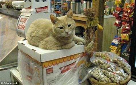 World Famous Alaskan Cat Mayor Stubbs Left Clinging To Life After Being