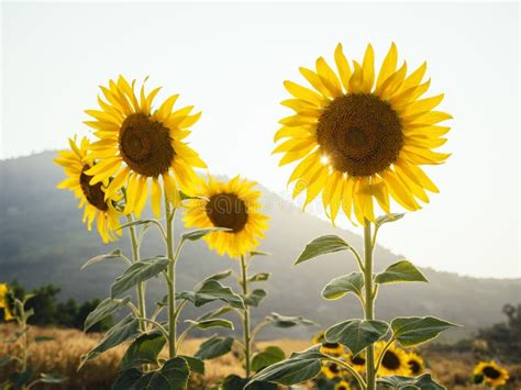 Sunflowers Field Outdoor With Mountain View Background Stock Image