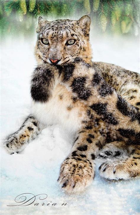 Pin On Snow Leopards