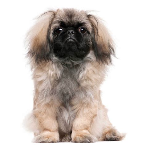 Pekingese Dog Breed Information Pictures And More