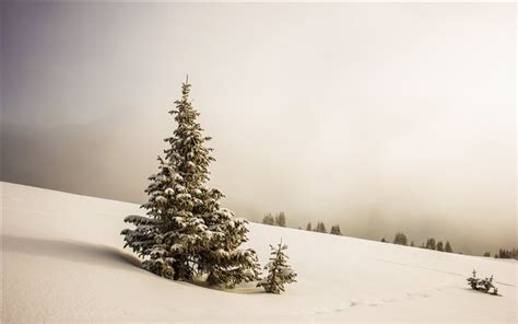 Pine Tree Surrounded By Snowfield Macbook Air Wallpaper Download