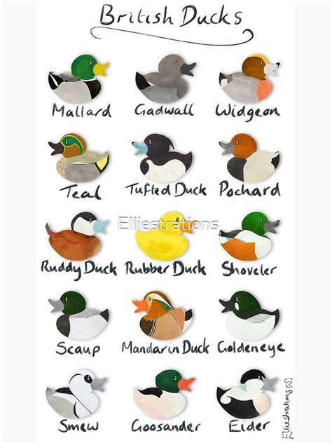 Guide To British Ducks Photographic Print For Sale By Elliestrations
