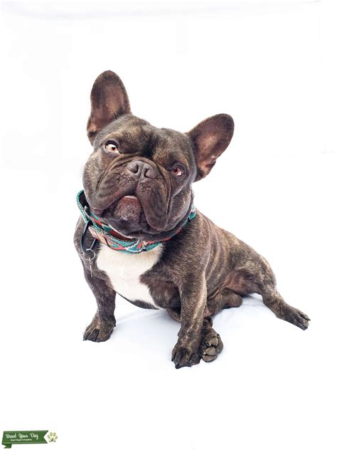 Get advice from breed experts and make a safe choice. Stud Dog - AKC Chocolate French Bulldog Stud - Carries ...