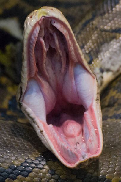 Snake Mouth Stock Photos Pictures And Royalty Free Images Istock