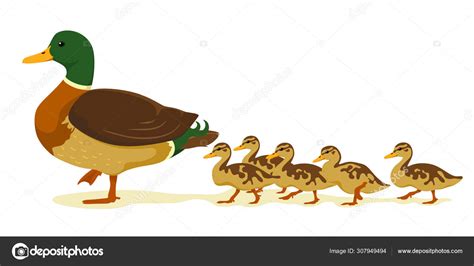 Mom Duck Ducklings Cartoon Flat Style Vector Isolate White Background