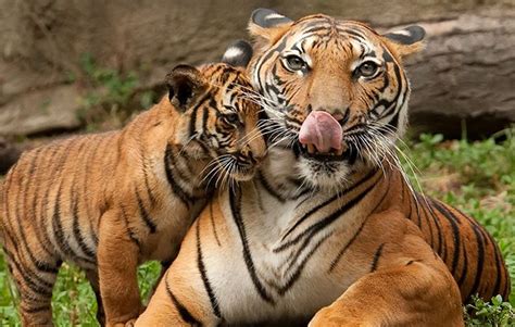 10 Terrific Tiger Facts For Kids National Geographic Kids
