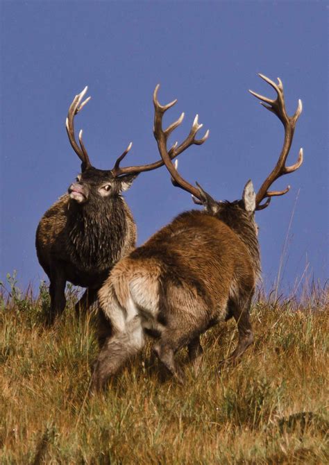 Red Deer Wildlife Safaris And Scenic Tours In The Scottish Highlands