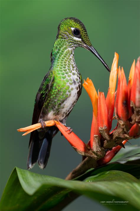 Hummingbirds — Deep Green Photography