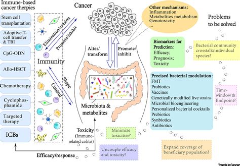 Gut Microbiota In Cancer Immune Response And Immunotherapy Trends In