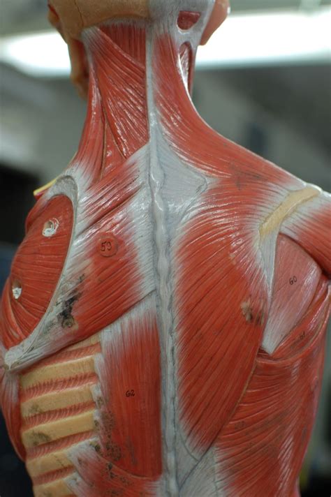 The muscles (and associated muscle tissues) labelled in the posterior muscles diagram shown above are listed in bold the following table by part of the body Human Anatomy Lab: Muscles of the Torso