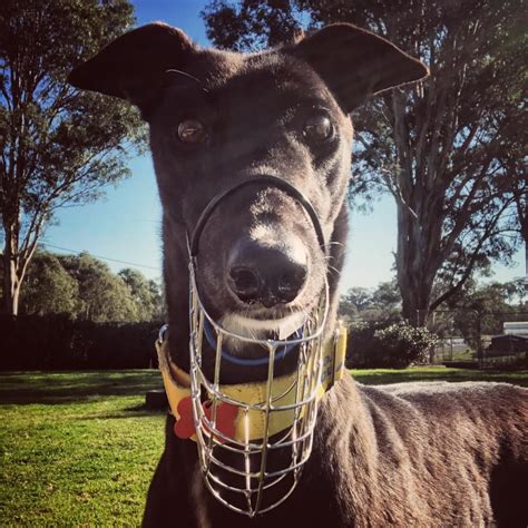 Greyhounds And Muzzles • Greyhound Rescue