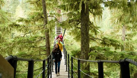 Treektrek Canopy Tour I Ziptrek Ecotours The Official Whistler Zipline