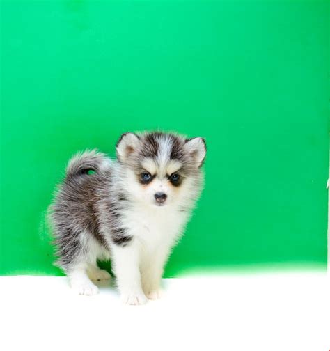 Sure, with a quick search, you can probably find puppies the location of the breeder may also impact the price of a pomsky puppy. Teacup Pomsky | Combination of Pomeranian and Husky