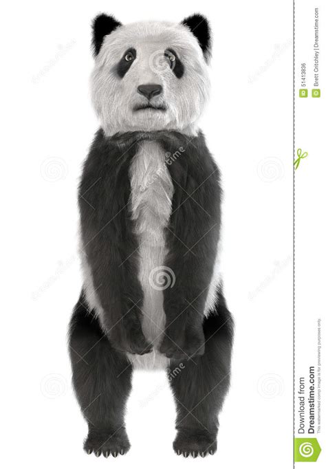 Panda Bear Standing Stock Illustration Image 51413836