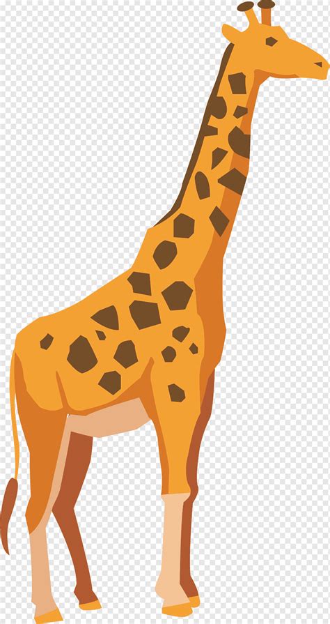 Giraffe Adobe Illustrator Drawing Cartoon Giraffe Cartoon Character