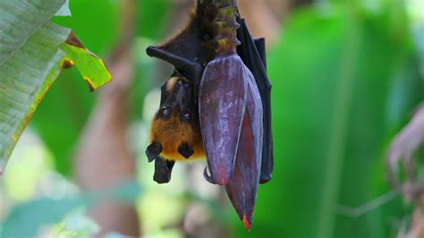 Indian Flying Fox Clear View Of Big Eyes And Small Ears De Kochi