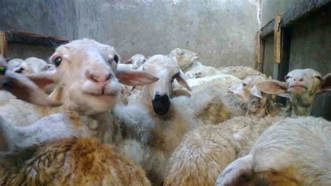 Dan sesuatu yang syubhat hendaklah dihindari. Hukum aqiqah dalam islam dengan dasar yang shohih - Soleh ...