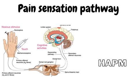 Dr Najeeb Pain Sensation Pathway And Centre Youtube