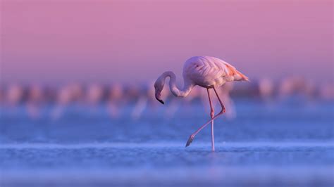 Flamingo Is Standing With Background Of Purple Sky During