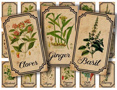 Herb And Spice Apothecary Labels Digital Printable Vintage Labels For