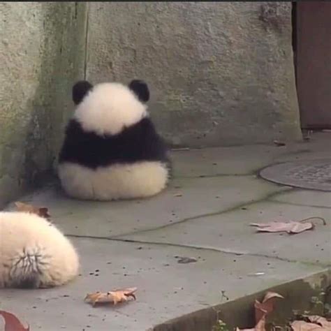 No Talk With Me Im Angy Aww Cute Funny Animals Panda