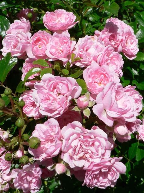 Free Picture Pink Roses Bush Garden