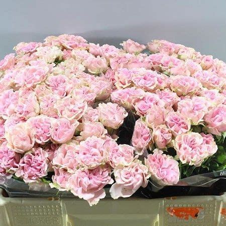 ROSE SPRAY SWEET FLOW 50cm 5 Wholesale Dutch Flowers Florist