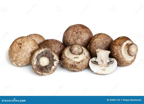 Swiss Brown Mushrooms Isolated On White Stock Image Image Of Macro