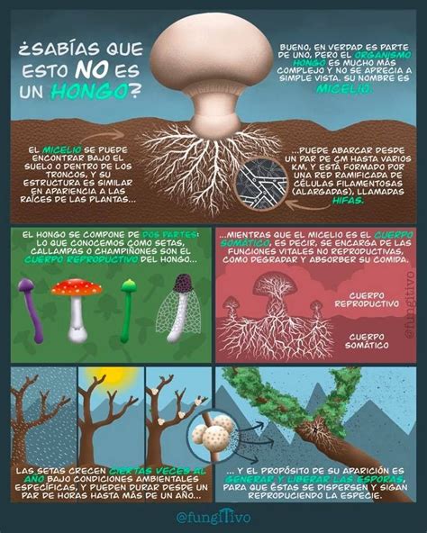 Pin De Bioxeo No Ies En Fungos Hongos Fungi Partes De La Misa