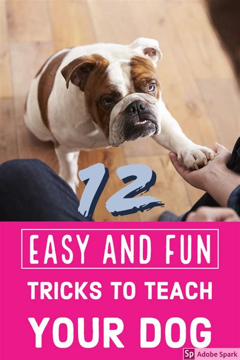 12 Easy And Fun Tricks To Teach Your Dog Puppy Training Schedule Dog