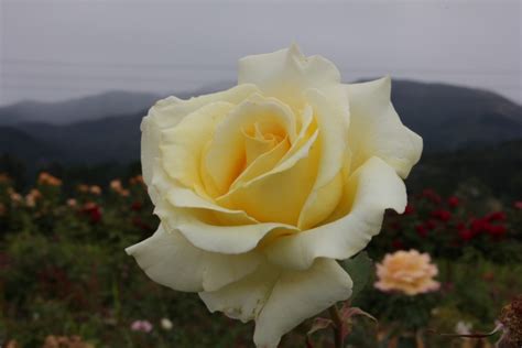 Elina Tasman Bay Roses Buy Roses Online In New Zealand