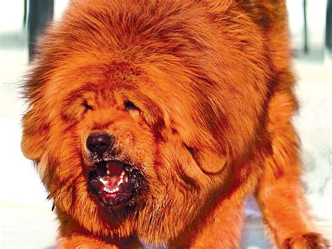 Brown And Black Fur Cat Dog Tibetan Mastiff Animals Hd Wallpaper