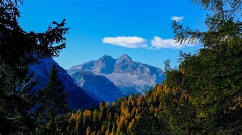 Download Wallpaper 1920x1080 Mountains Trees Branches