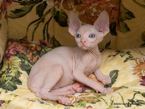 Sphynx Cats For Sale Vancouver Bc 260847 Petzlover