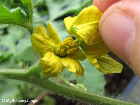 In summary, there are two main reproductive parts of a flower, a male part and a female part. More Than Today: Tomatoes From Seed