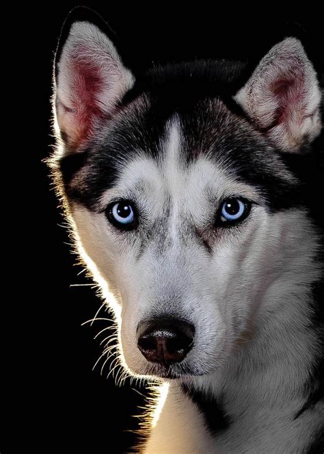 Icy Blue Husky Stare Beautiful Dogs Dogs And Puppies Siberian Husky