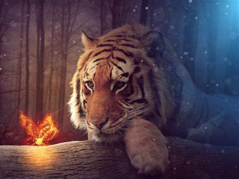 Big Tiger Wallpapers In  Format For Free Download