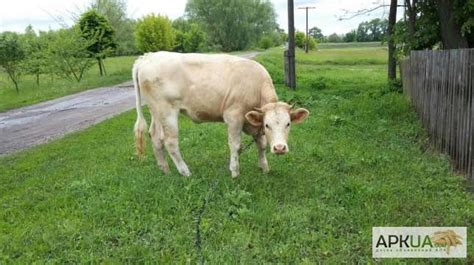 Продам корову телку и теленка Кропивницкий Коровы — Apkua