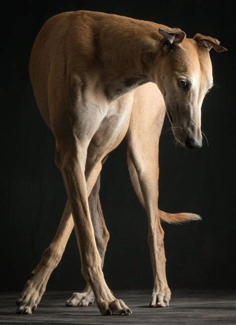 Greyhound By Paul Croes Grey Hound Dog Dog Expressions Beautiful Dogs