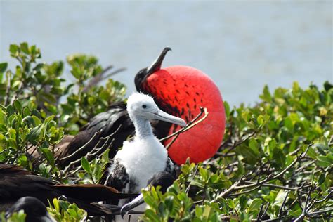 Exploring Barbudas Magnificent Frigatebird Colony Canadian Geographic