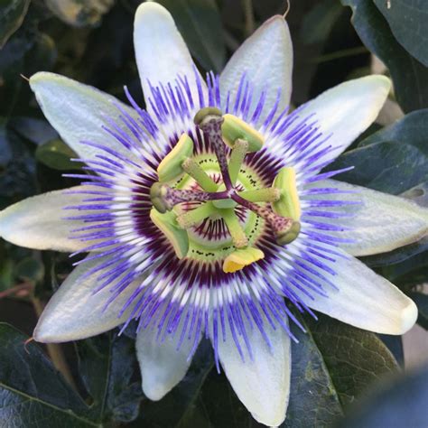 Passiflora Caerulea Blue Passion Flower Uploaded By Leaskp1