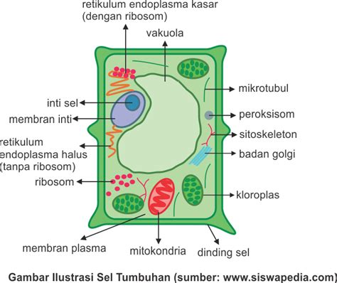 √ Perbedaan Sel Hewan Dan Sel Tumbuhan Blog Ilmu Pengetahuan