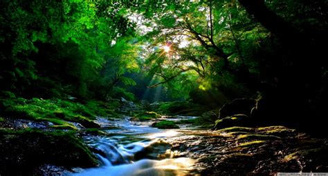 Beautiful Forest Hd Wallpapers Top Free Beautiful Forest Hd