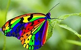 Colorful Butterfly Image - ID: 10344 - Image Abyss
