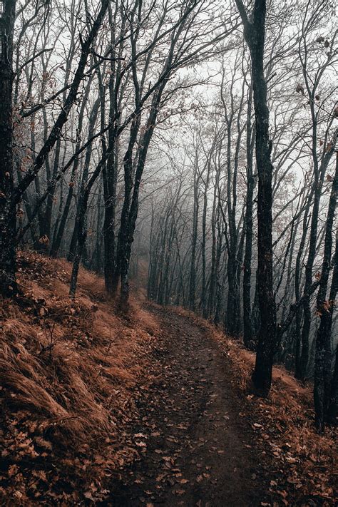 Forest Path Fog Autumn Nature Hd Phone Wallpaper Peakpx